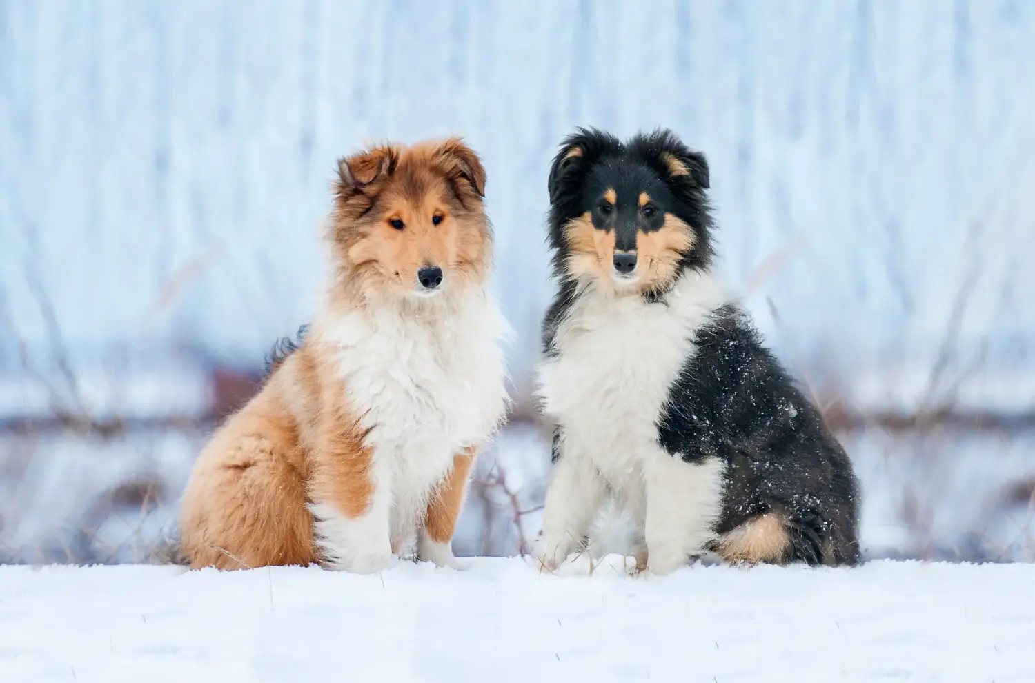 Buying a Collie puppy means taking responsibility! Buy Collie puppies.