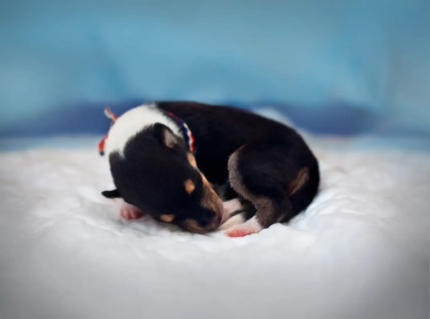 Buying a Collie puppy means taking responsibility! Buy Collie puppies.