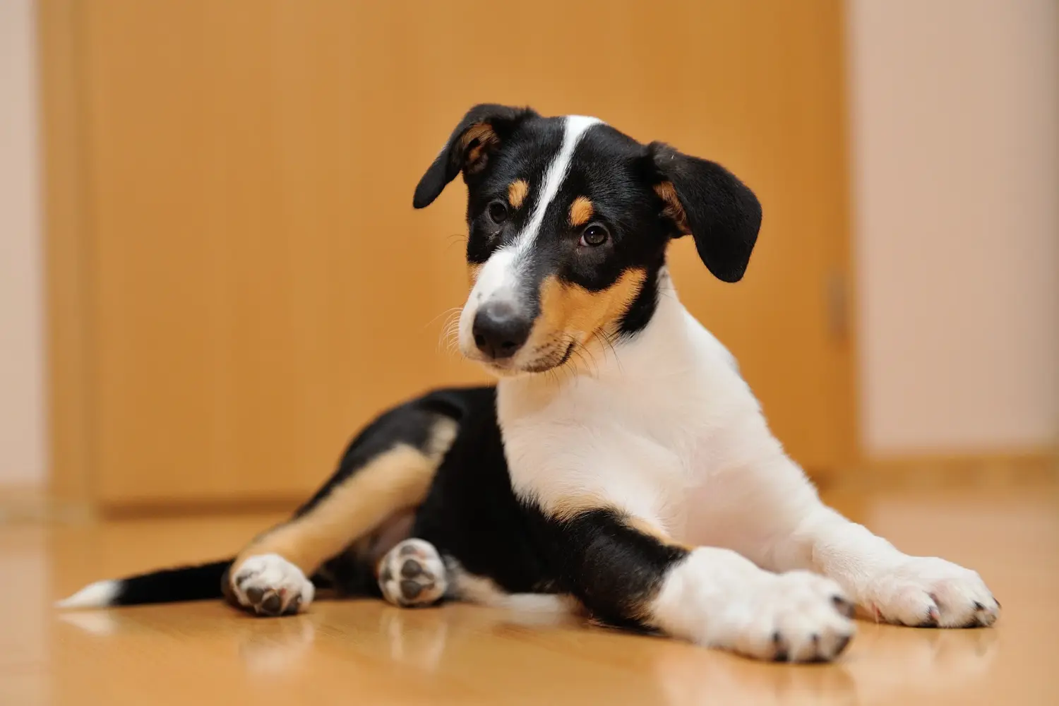 Buying a Collie puppy means taking responsibility! Buy Collie puppies.