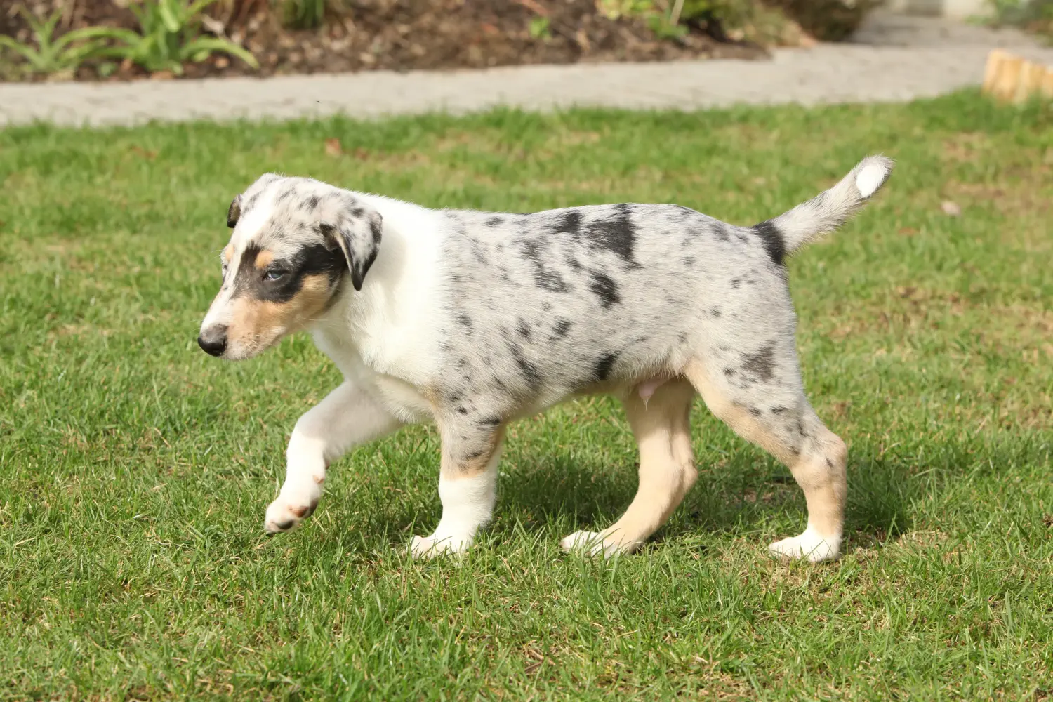 Buying a Collie puppy means taking responsibility! Buy Collie puppies.