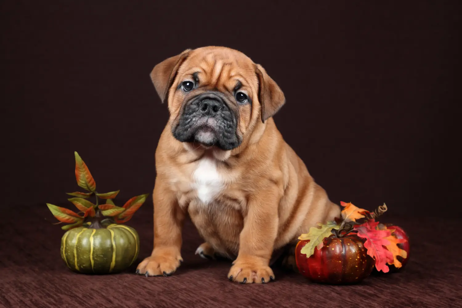 Buying a Continental Bulldog puppy means taking responsibility! Buy Continental Bulldog puppies.