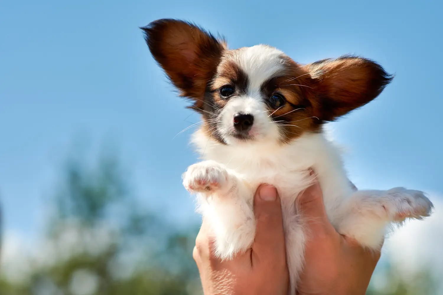 Buying a Continental Miniature Spaniel puppy means taking responsibility! Buy Continental Miniature Spaniel puppies.