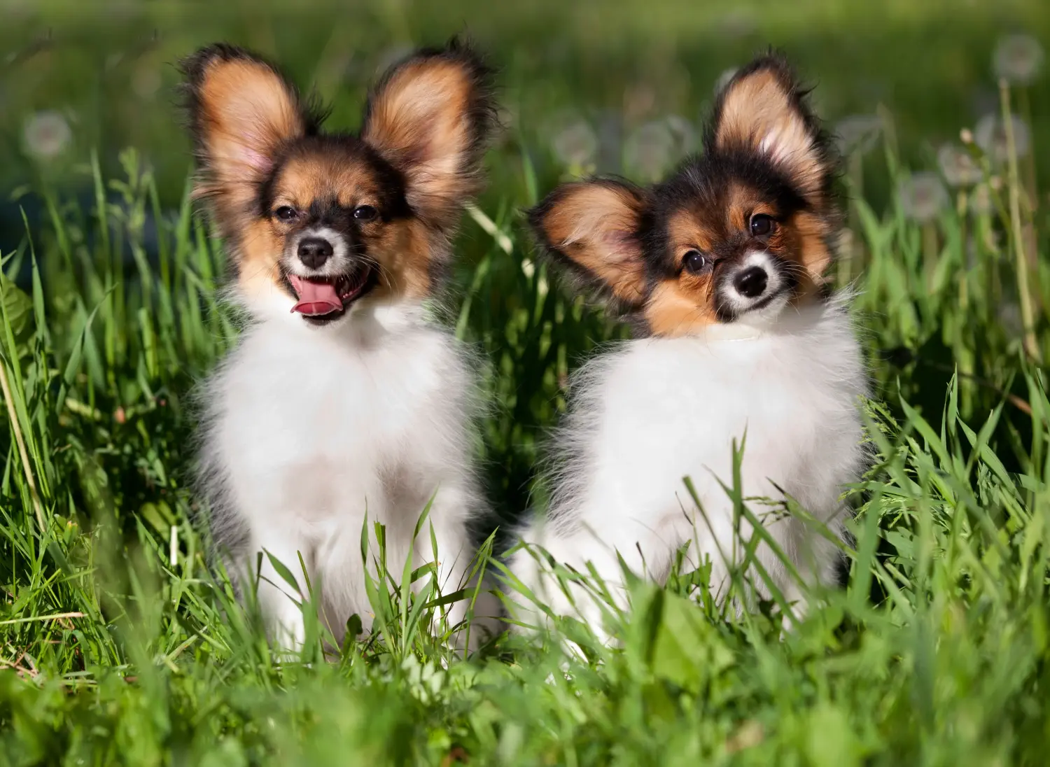 Buying a Continental Miniature Spaniel puppy means taking responsibility! Buy Continental Miniature Spaniel puppies.