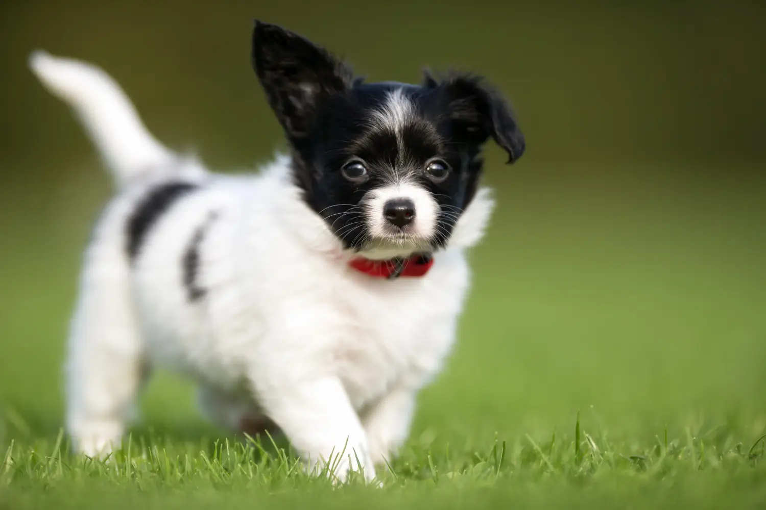 Buying a Continental Miniature Spaniel puppy means taking responsibility! Buy Continental Miniature Spaniel puppies.