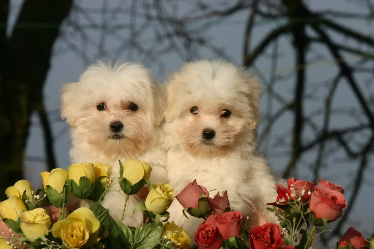 Buying a Coton de Tuléar puppy means taking responsibility! Buy Coton de Tuléar puppies.