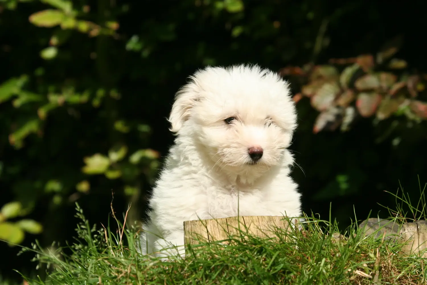 Buying a Coton de Tuléar puppy means taking responsibility! Buy Coton de Tuléar puppies.