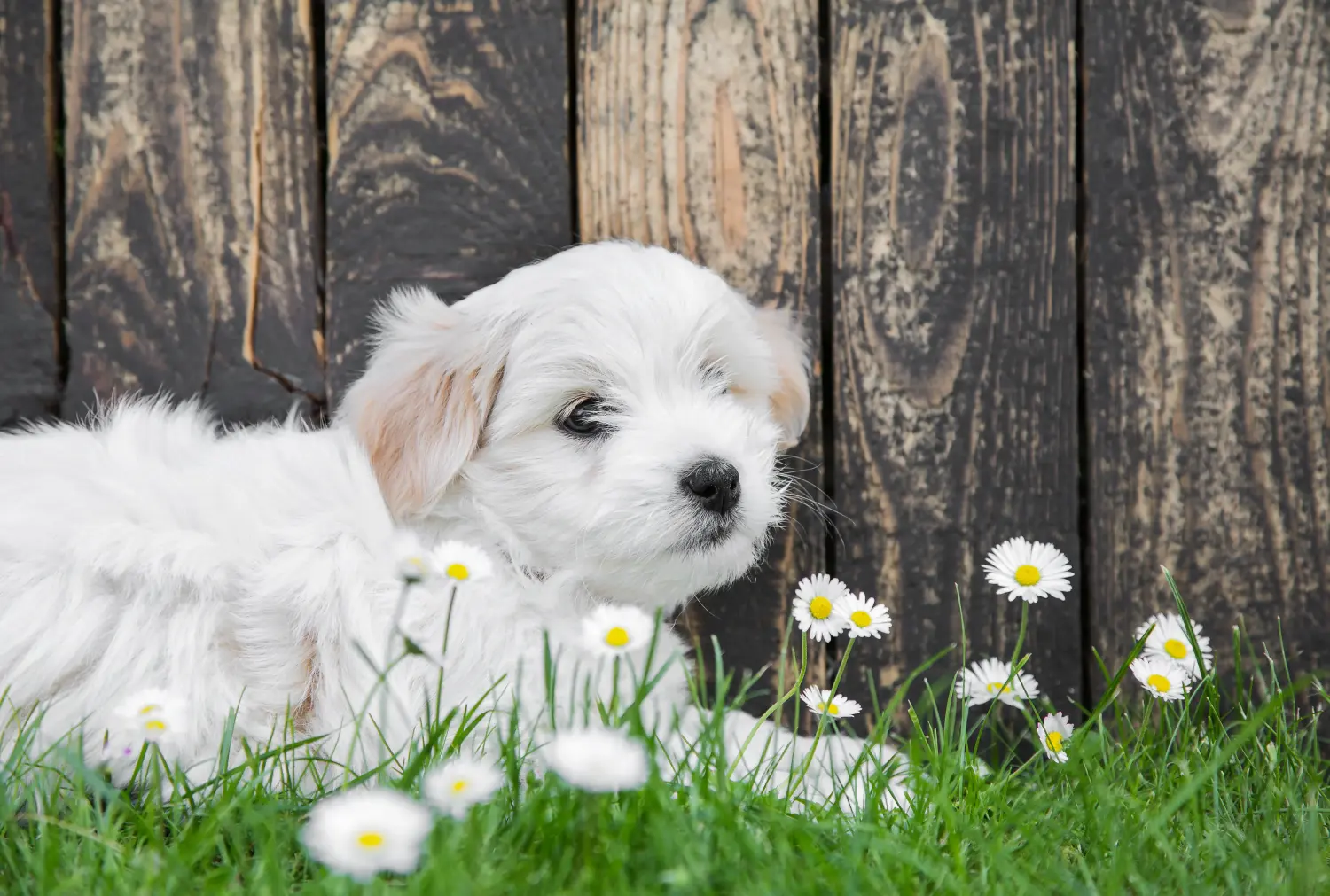 Buying a Coton de Tuléar puppy means taking responsibility! Buy Coton de Tuléar puppies.