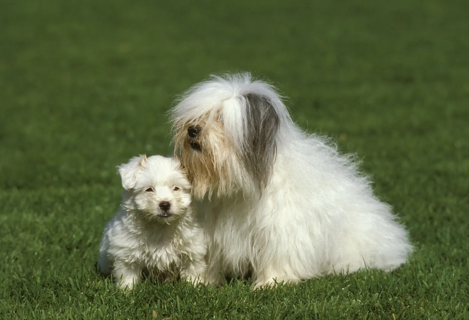 Buying a Coton de Tuléar puppy means taking responsibility! Buy Coton de Tuléar puppies.