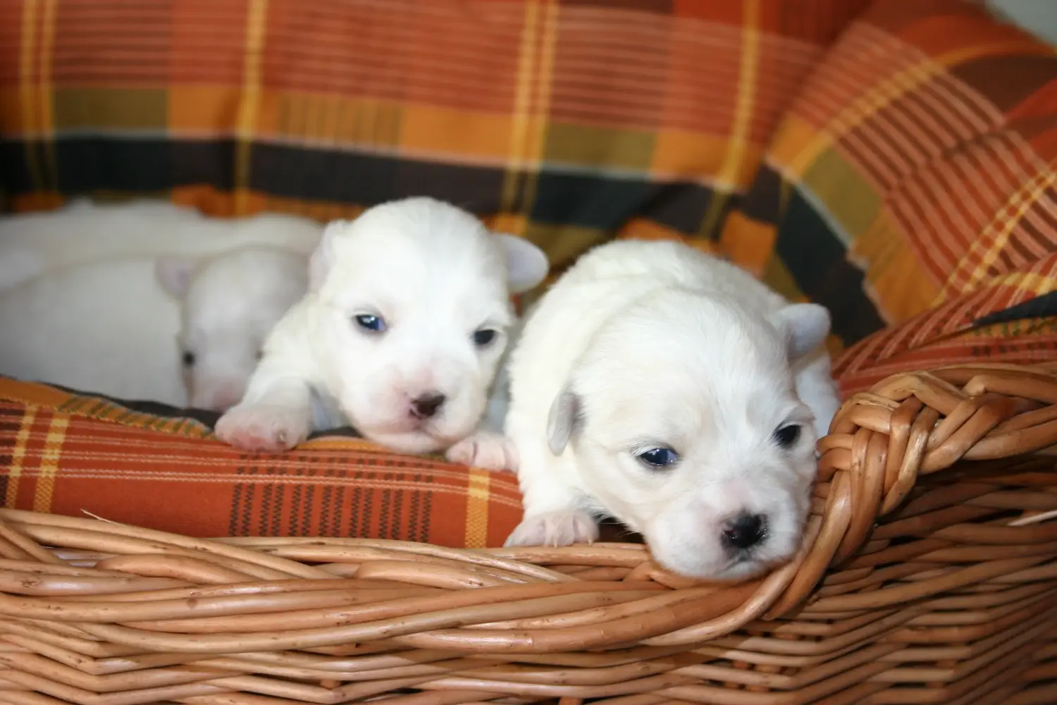 Buying a Coton de Tuléar puppy means taking responsibility! Buy Coton de Tuléar puppies.