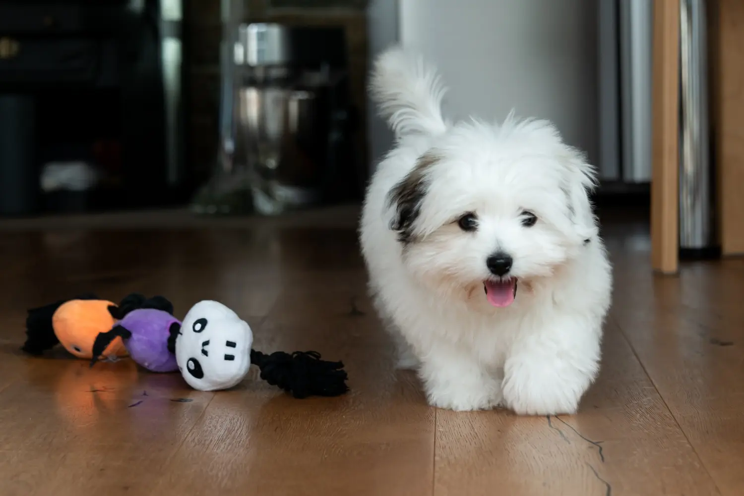 Buying a Coton de Tuléar puppy means taking responsibility! Buy Coton de Tuléar puppies.