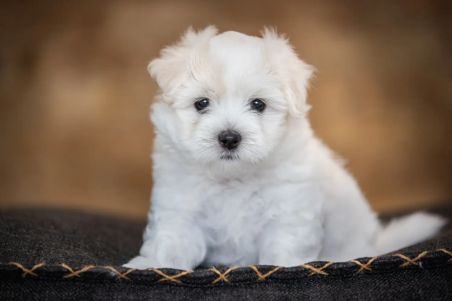 Buying a Coton de Tuléar puppy means taking responsibility! Buy Coton de Tuléar puppies.