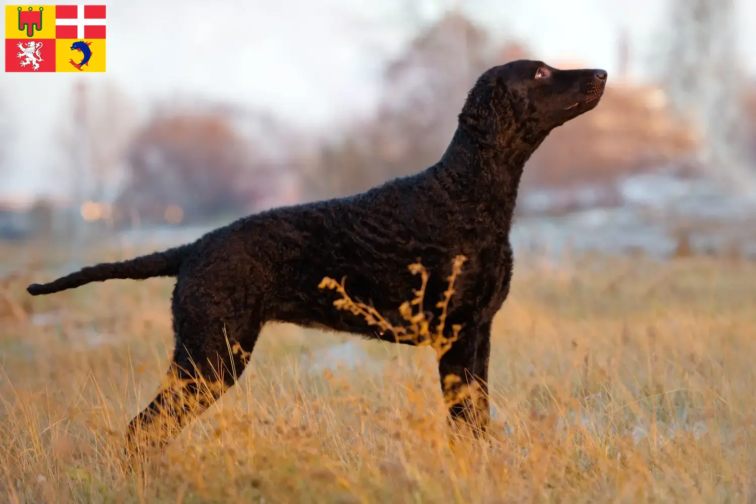 Read more about the article Curly Coated Retriever breeders and puppies in Auvergne-Rhône-Alpes
