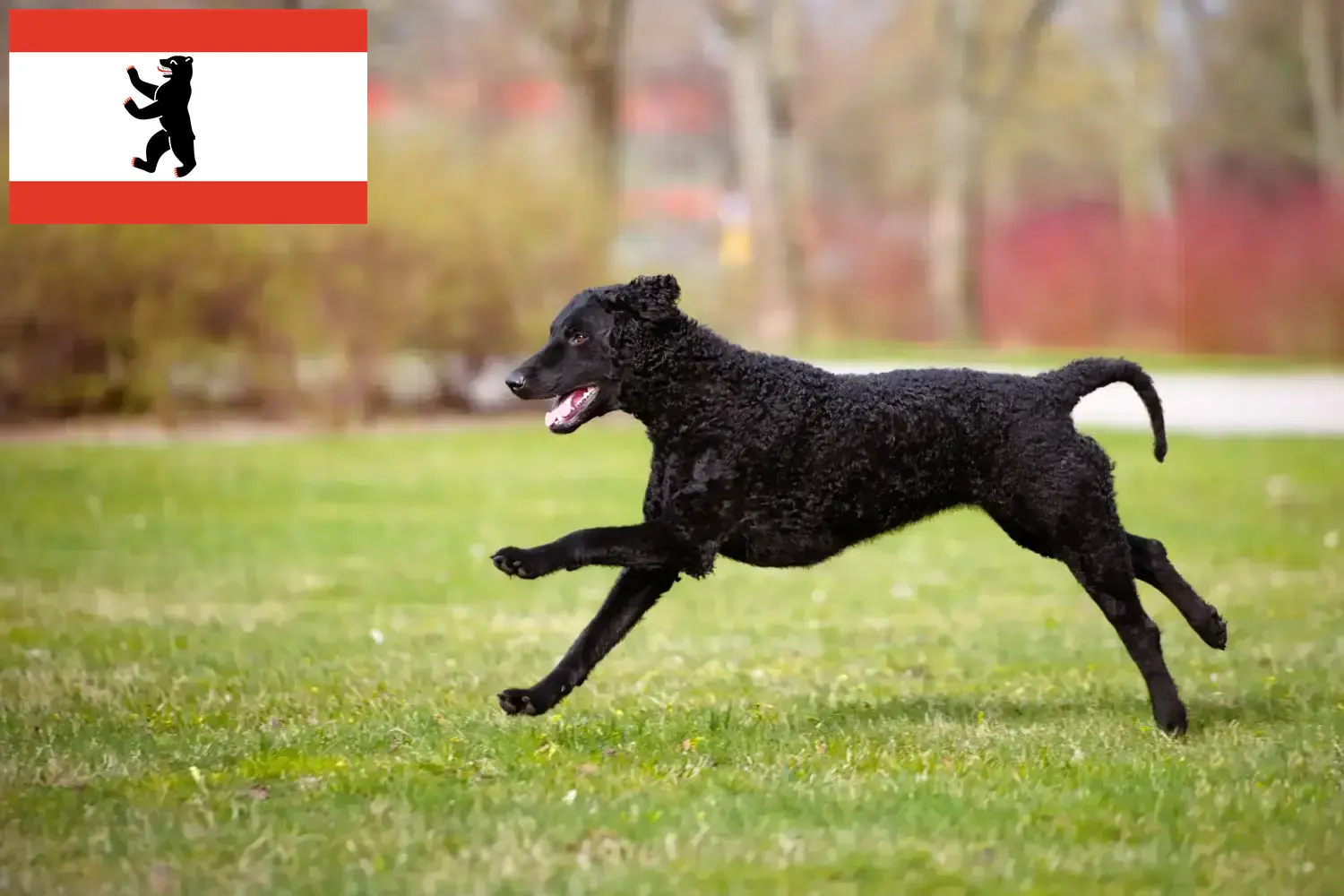 Curly Coated Retriever puppies and breeders Berlin Here you can find Curly Coated Retriever breeders in Berlin.