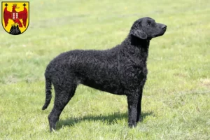 Read more about the article Curly Coated Retriever breeders and puppies in Burgenland