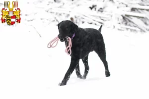 Read more about the article Curly Coated Retriever breeders and puppies in Carinthia