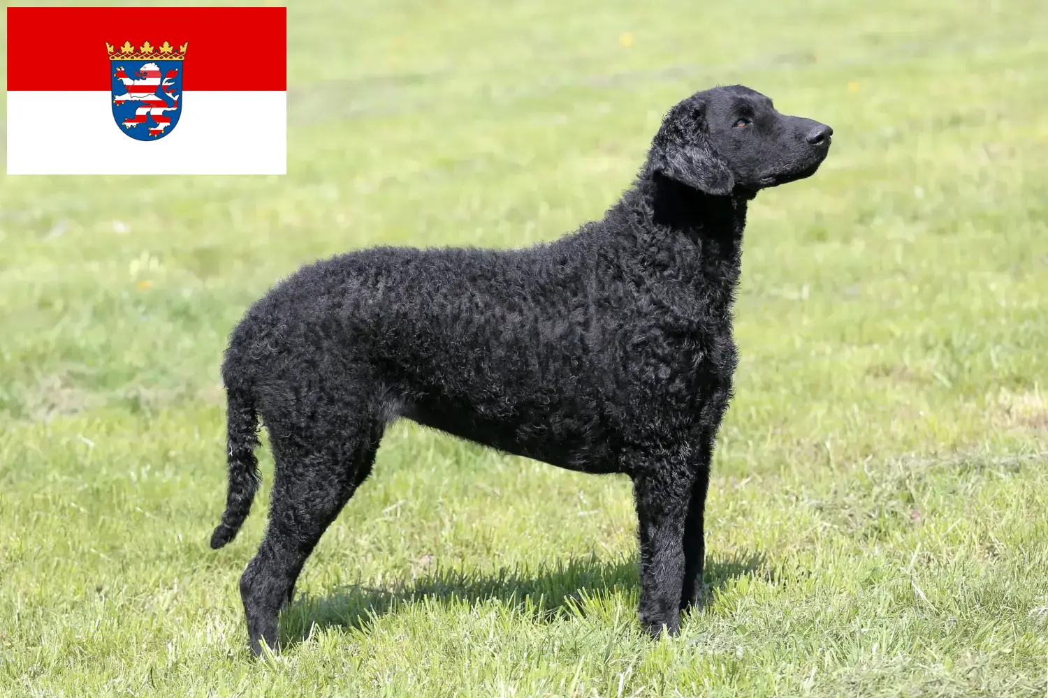 Curly Coated Retriever puppies and breeders Hessen Here you can find Curly Coated Retriever breeders in Hessen.