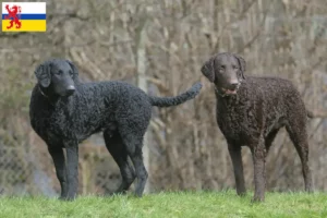 Read more about the article Curly Coated Retriever breeders and puppies in Limburg