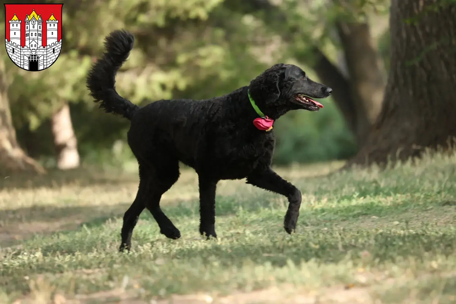 Read more about the article Curly Coated Retriever breeders and puppies in Salzburg