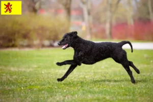 Read more about the article Curly Coated Retriever breeders and puppies in South Holland