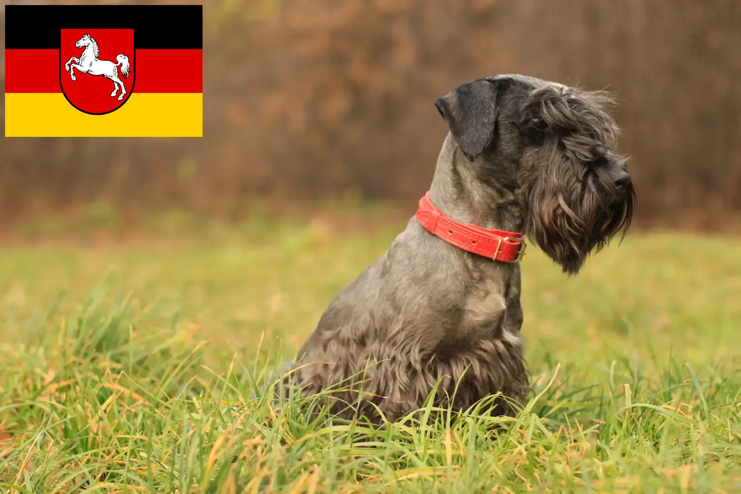 Czech Terrier puppies and breeder Lower Saxony Find Czech Terrier breeders in Lower Saxony here.