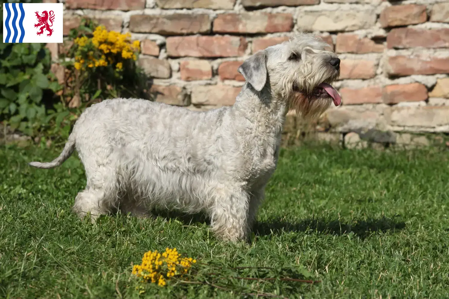 Czech Terrier puppies and breeder Nouvelle-Aquitaine Find Czech Terrier breeders in Nouvelle-Aquitaine here.