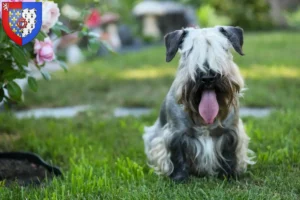 Read more about the article Czech Terrier breeder and puppies in Pays de la Loire