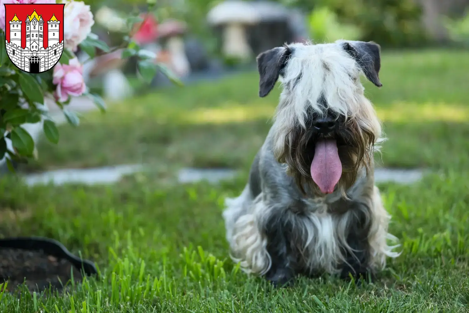 Read more about the article Czech Terrier breeder and puppies in Salzburg