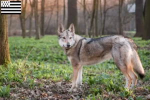 Read more about the article Czechoslovakian Wolfhound breeder and puppies in Brittany