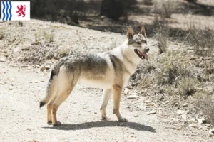 Read more about the article Czechoslovakian Wolfhound breeder and puppies in Nouvelle-Aquitaine