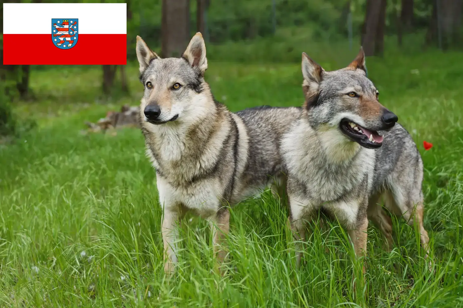 Czechoslovakian Wolfdog puppies and breeders Thuringia Find Czechoslovakian Wolfdog breeders in Thuringia.