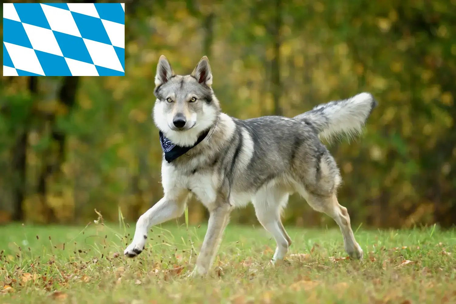 Czechoslovakian Wolfhound puppies and breeders Bavaria Find Czechoslovakian Wolfdog breeders in Bavaria.