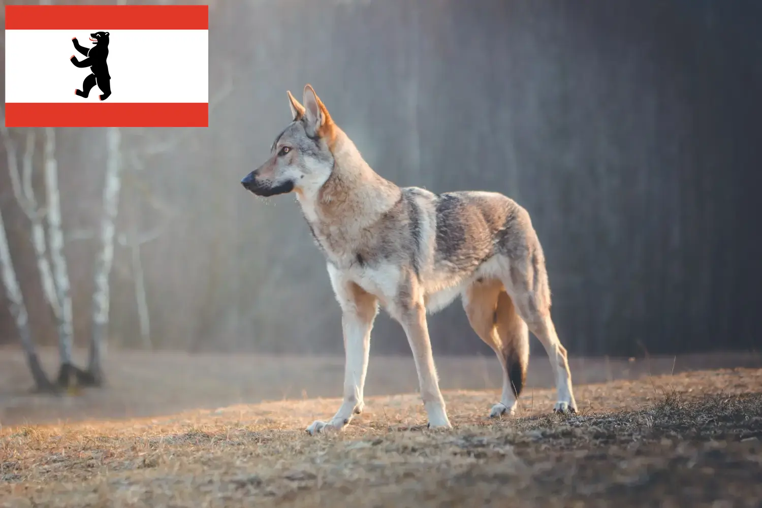 Czechoslovakian Wolfhound puppies and breeders Berlin Find Czechoslovakian Wolfdog breeders in Berlin here.