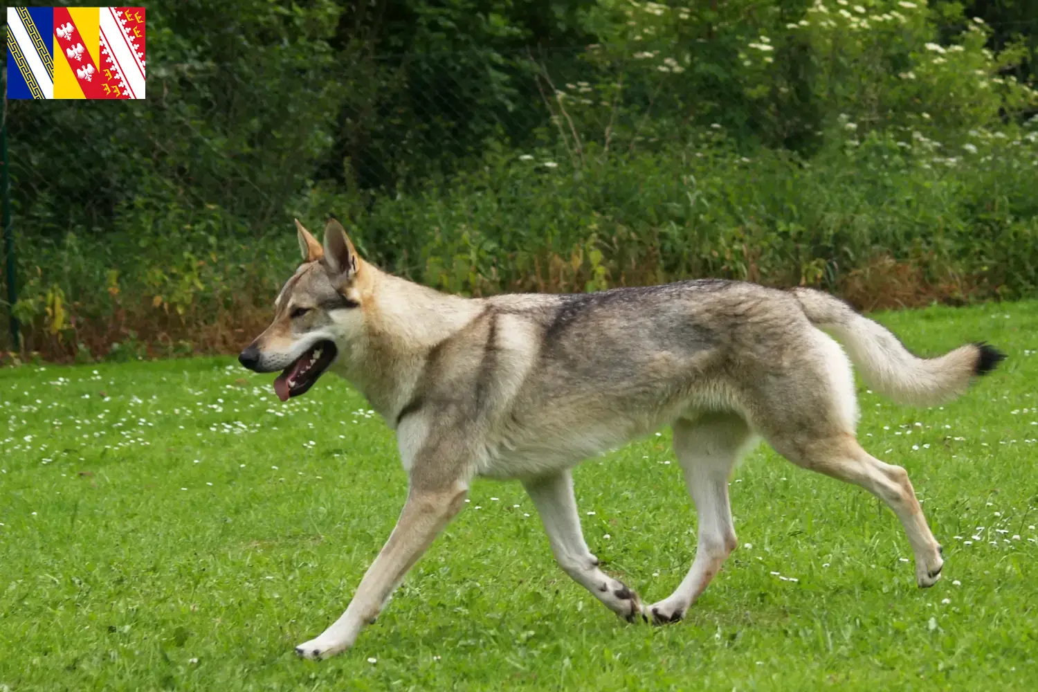 Czechoslovakian Wolfhound puppies and breeder Grand Est Find Czechoslovakian Wolfdog breeders in Grand Est here.