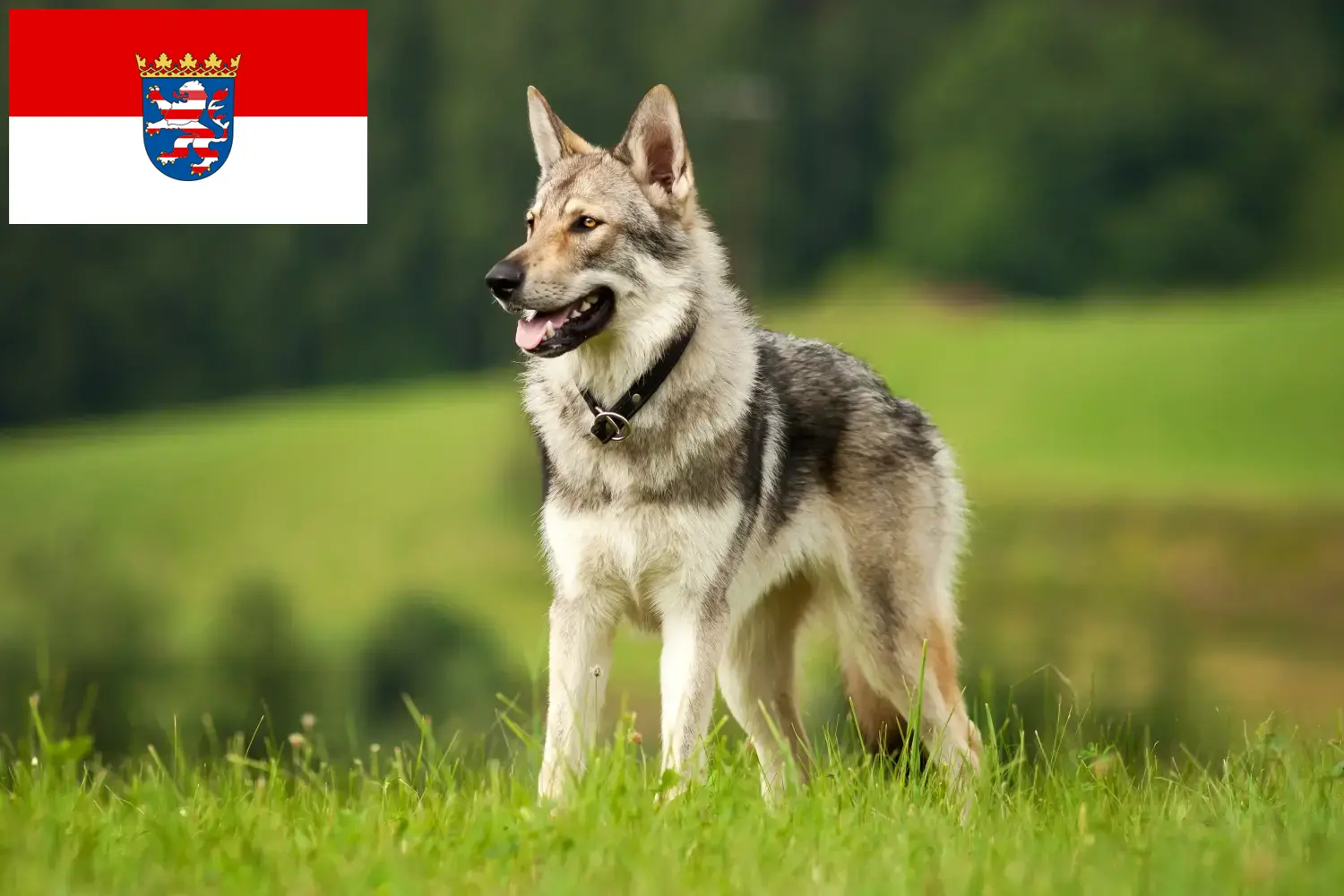 Czechoslovakian Wolfhound puppies and breeders Hesse Here you can find Czechoslovakian Wolfdog breeders in Hessen.