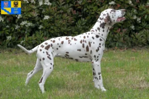 Read more about the article Dalmatian breeders and puppies in Olomouc