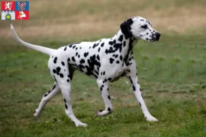 Read more about the article Dalmatian breeders and puppies in Pardubice