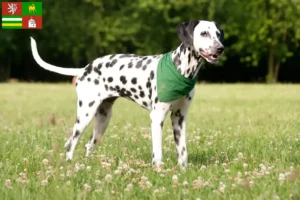 Read more about the article Dalmatian breeders and puppies in Pilsen