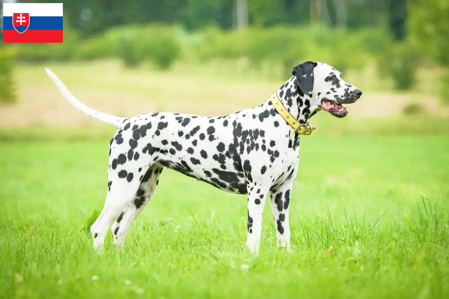 Dalmatian puppies and breeders Slovakia Find Dalmatian breeders in Slovakia here.