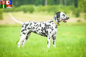 Read more about the article Dalmatian breeders and puppies in South Bohemia