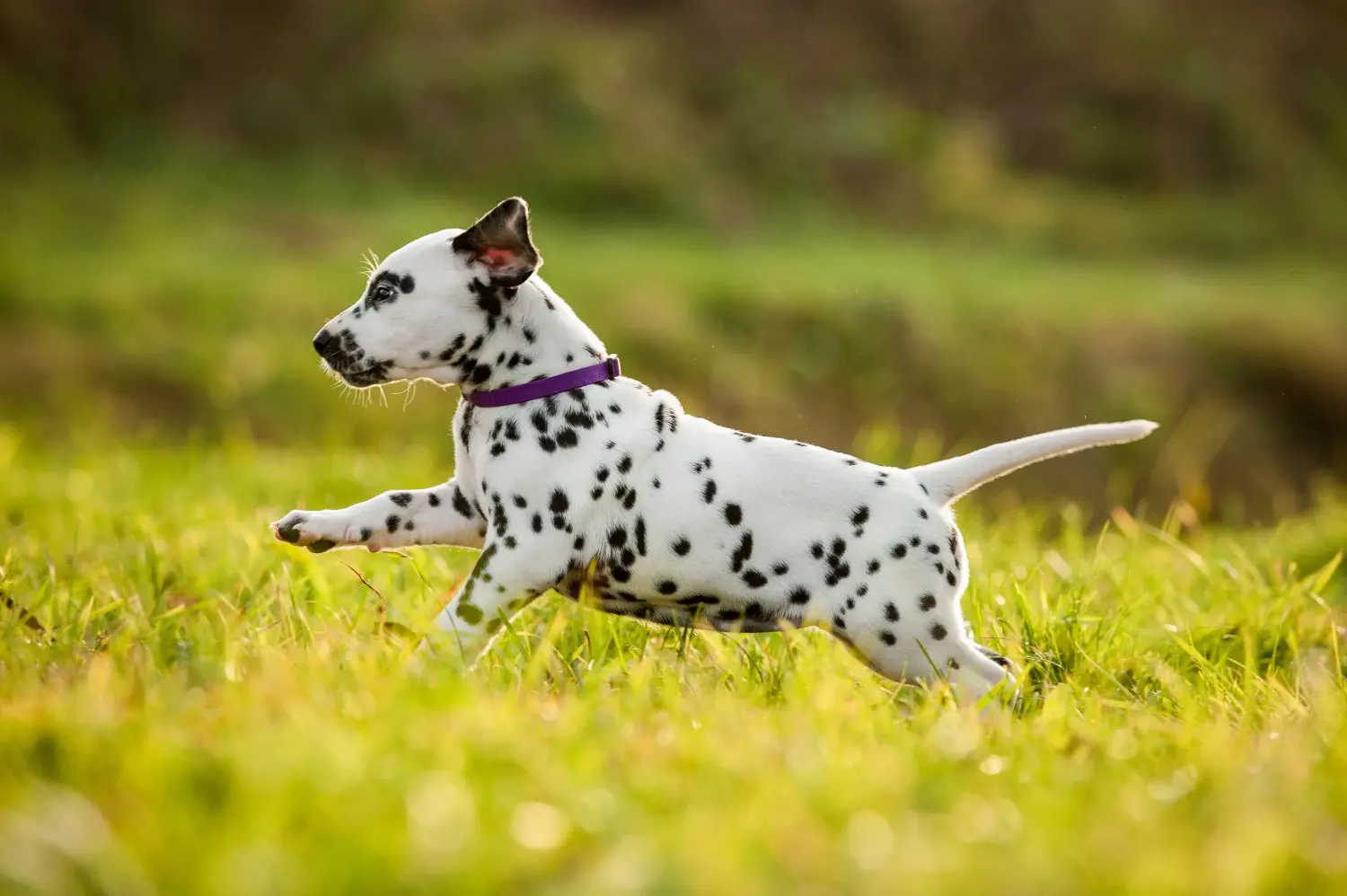 Buying a Dalmatian puppy means taking responsibility! Buy Dalmatian puppies.