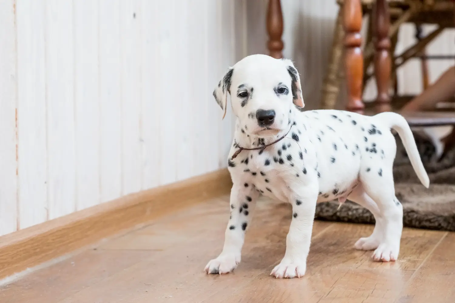 Buying a Dalmatian puppy means taking responsibility! Buy Dalmatian puppies.