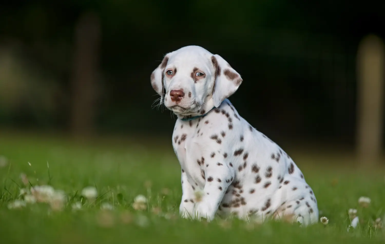 Buying a Dalmatian puppy means taking responsibility! Buy Dalmatian puppies.