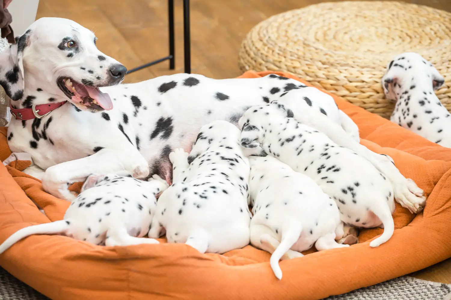 Buying a Dalmatian puppy means taking responsibility! Buy Dalmatian puppies.