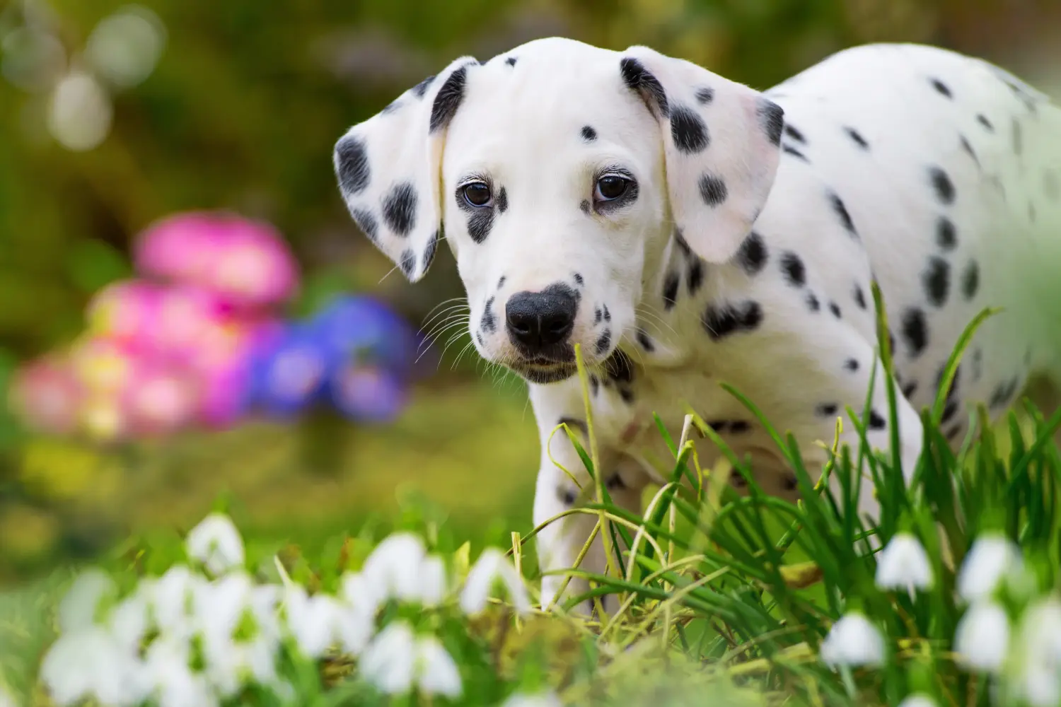 Buying a Dalmatian puppy means taking responsibility! Buy Dalmatian puppies.