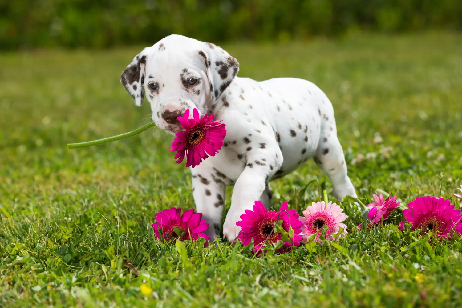 Buying a Dalmatian puppy means taking responsibility! Buy Dalmatian puppies.