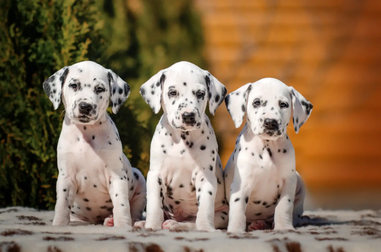 Buying a Dalmatian puppy means taking responsibility! Buy Dalmatian puppies.