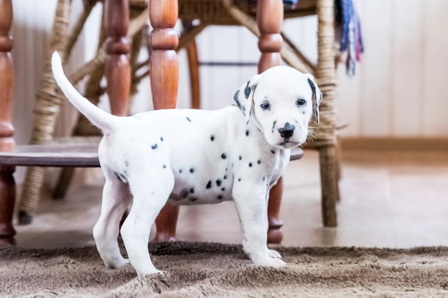 Buying a Dalmatian puppy means taking responsibility! Buy Dalmatian puppies.