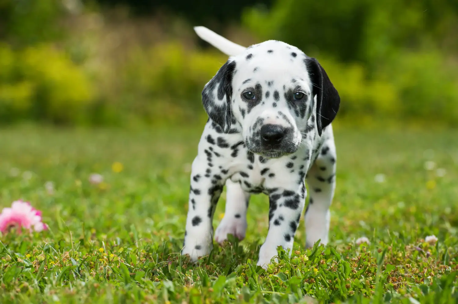 Buying a Dalmatian puppy means taking responsibility! Buy Dalmatian puppies.