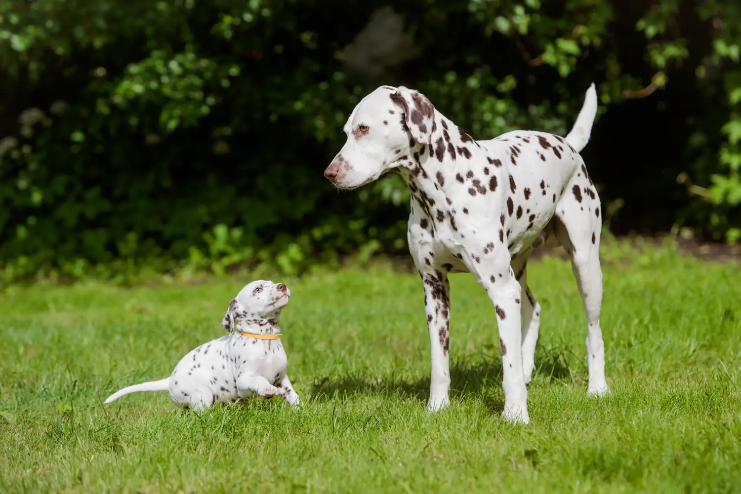 Buying a Dalmatian puppy means taking responsibility! Buy Dalmatian puppies.