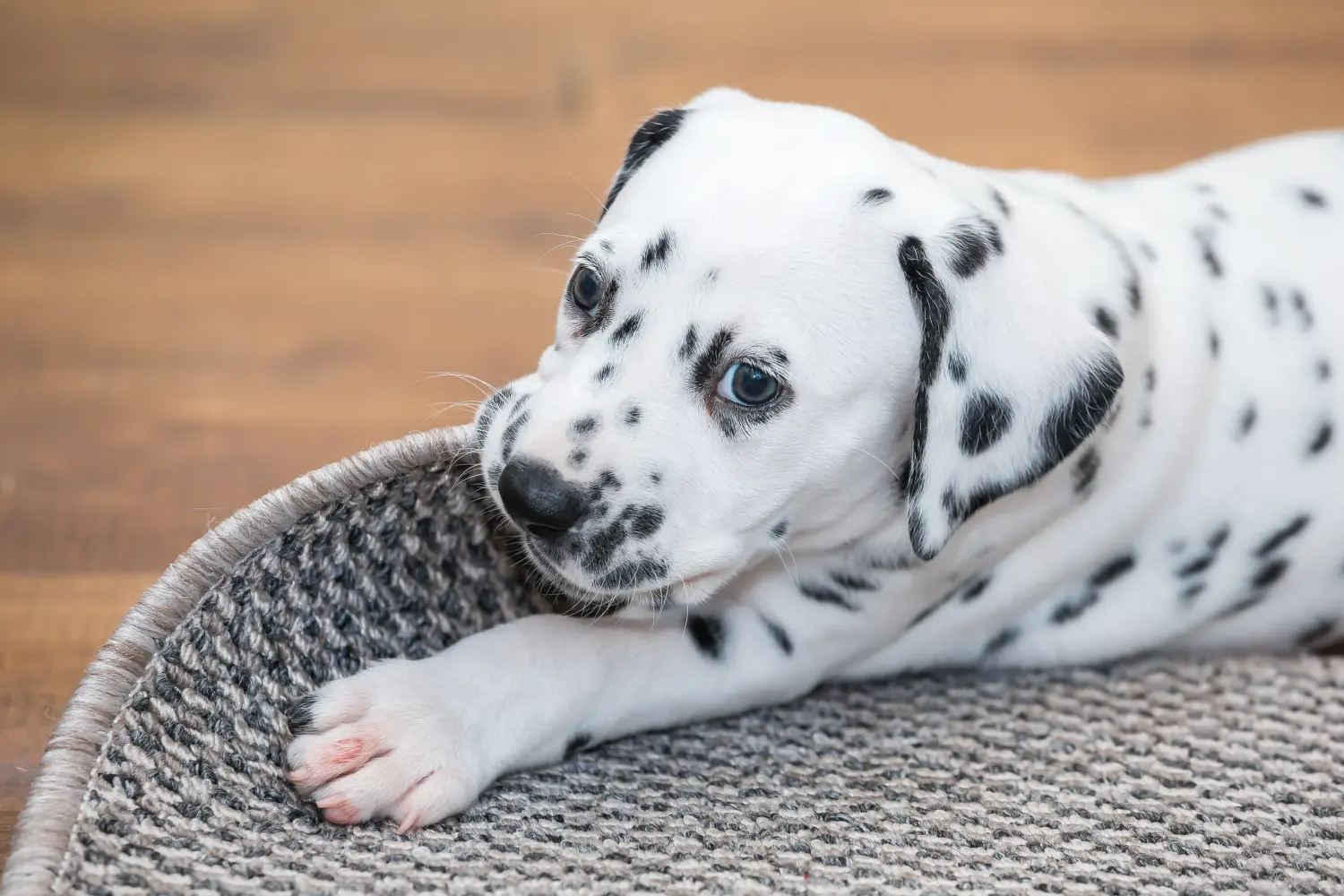 Buying a Dalmatian puppy means taking responsibility! Buy Dalmatian puppies.
